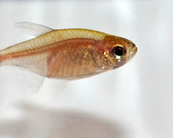 Cheirodon Kriegi M
