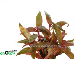 Alternanthera Lilachina Jumbo Pot 8Cm