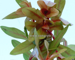 Ammania Pedicellata Gold