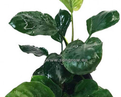 Anubias Barteri Sp. 'Coin Leaf'