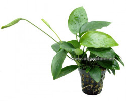 Anubias Ondulatus