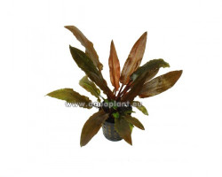 Cryptocoryne Legroi