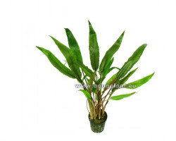 Cryptocoryne Lutea