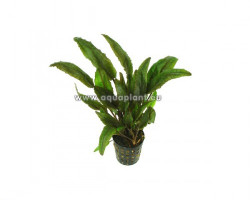 Cryptocoryne Petchii
