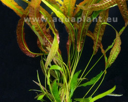 Cryptocoryne Usteriana