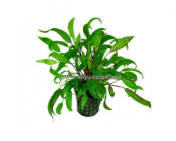 Cryptocoryne Wendtii