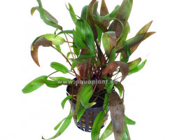 Cryptocoryne Wendtii Brown