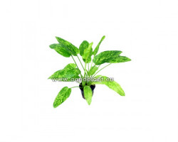 Echinodorus Marble Queen