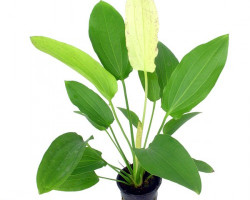 Echinodorus Oriental