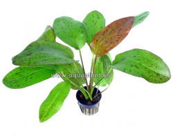 Echinodorus Ozelot Red