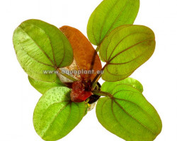 Echinodorus Reni