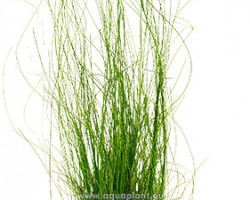 Eleocharis Vivipara