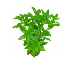 Eusteralis Narrow Leaf
