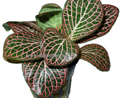 Fittonia Red