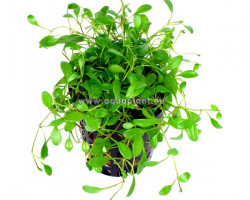 Glossostigma Elatinoides