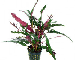 Hemigraphis Exotica (Narrow Leaves)