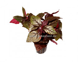 Hemigraphis Species Red