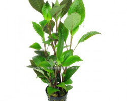 Hygrophila Corymbosa