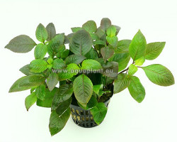 Hygrophila Corymbosa  Jumbo Pot 8Cm