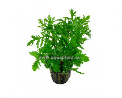 Hygrophila Difformis