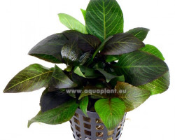 Hygrophila Dwarf