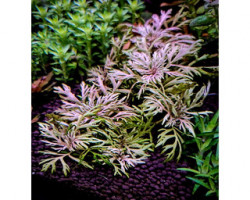 Hyptis Laciniata