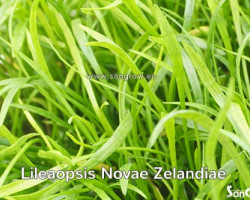 Lilaeopsis Novae-Zelandiae (Syn: L. Brasiliensis)