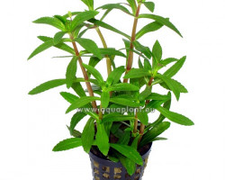 Limnophila Hippuridoides/Aromatica