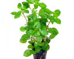 Ludwigia Glandulosa