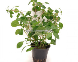 Ludwigia Palustris Red