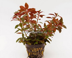 Ludwigia Repens Rubin  Jumbo Pot 8Cm