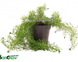 Myriophyllum Guyana