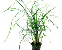 Ophiopogon Japonica