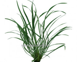 Ophiopogon Variegata