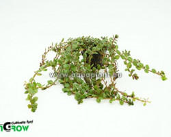 Rotala Indica  Jumbo Pot 8Cm