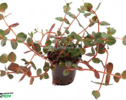Rotala Macranda