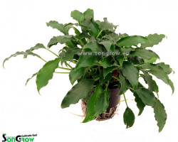 Schismatoglottis Preitoi