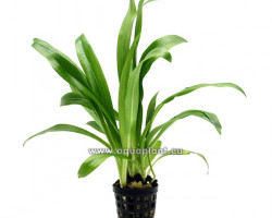 Spiranthes Odorata (Water Orchid)