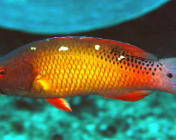 Bodianus Diana Sm