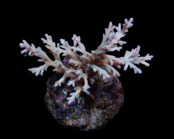 Acropora Echinata L