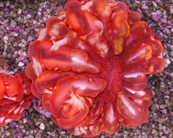 Cynarina Lacrymalis (Red) M