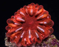 Cynarina Lacrymalis (Red) Ml