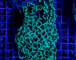 Euphyllia Ancora (Tricolor) Ml