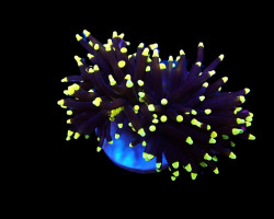 Euphyllia Glabrescens (Black Torch) (1 Hd.) Xs