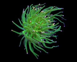 Euphyllia Glabrescens (Cotton Candy) (1 Hd.) Xs