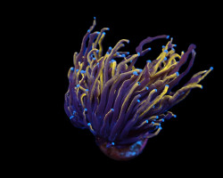 Euphyllia Glabrescens (Gold Torch) (P/H) Xs