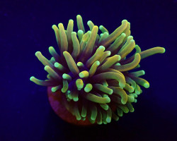 Euphyllia Glabrescens (Orange-Yellow) (1 Hd.) S