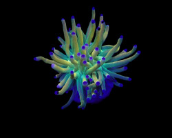 Euphyllia Glabrescens (Rapunzel) (1 Head.) Xs