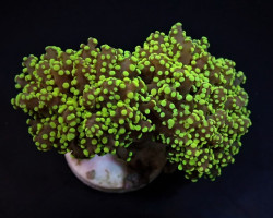 Euphyllia Yaeyamaensis (Green) (Premium) (P/H) Xs
