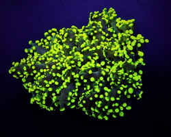 Euphyllia Yaeyamaensis (Green) (Ultra) (P/H) Xs